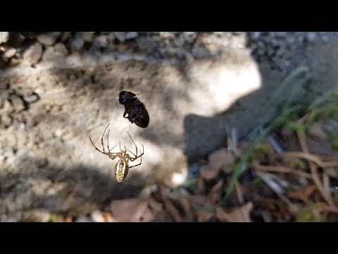 ობობა ხოჭოს თავის ქსელში ახვევს :) Spider vs Bug,  fight to death